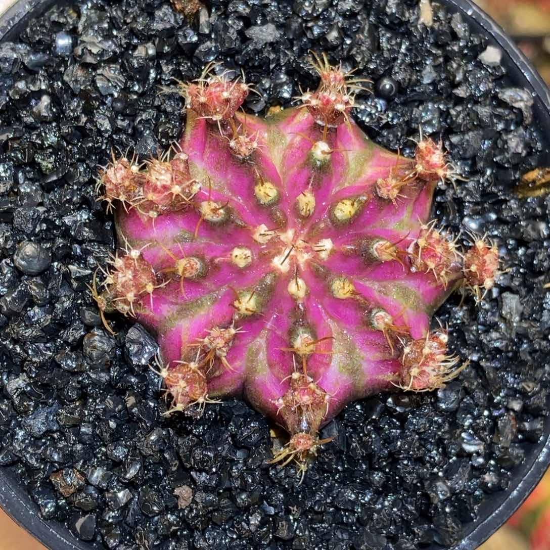 紫罗兰海神 米哈仙人球