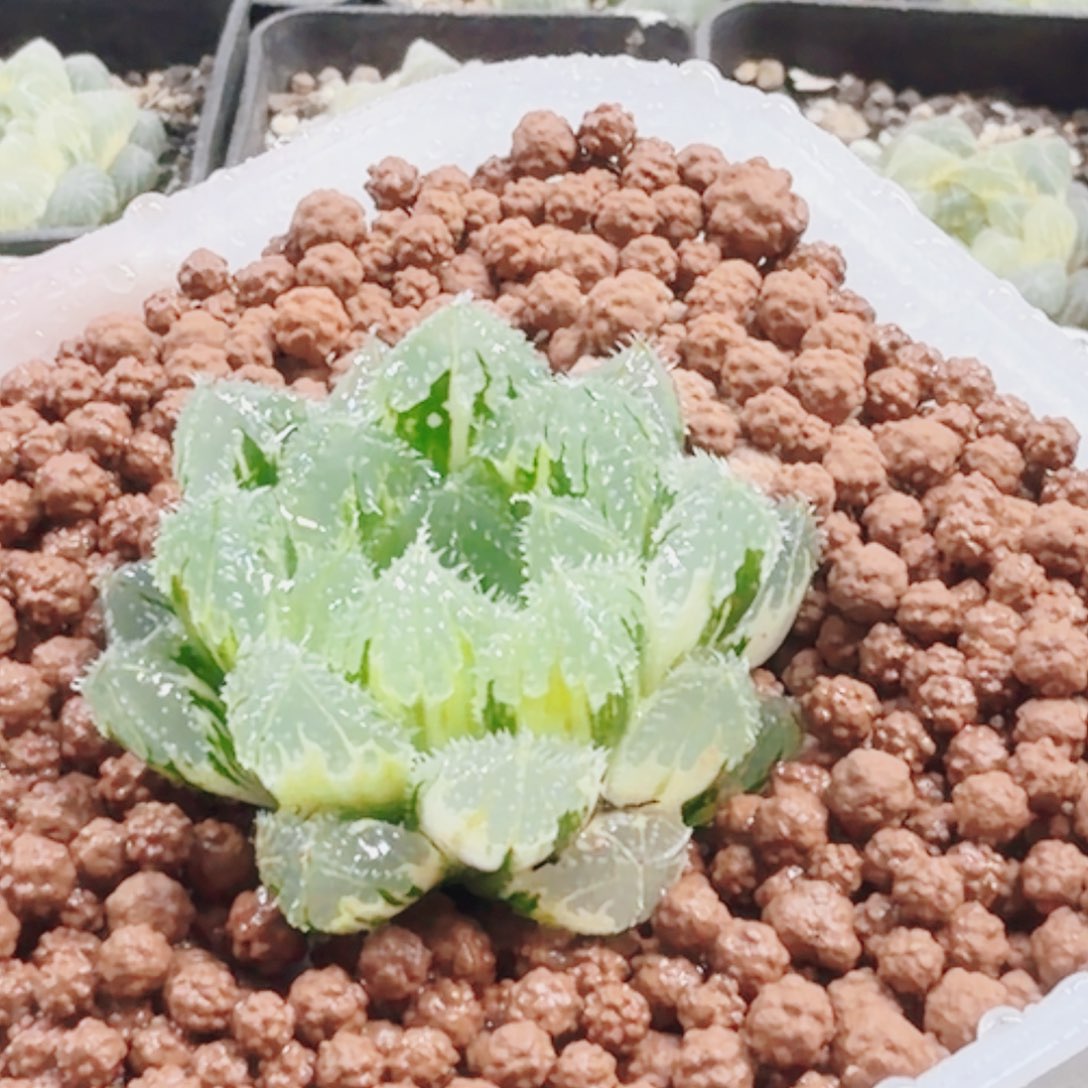 无花朵十二卷 玄冰锦