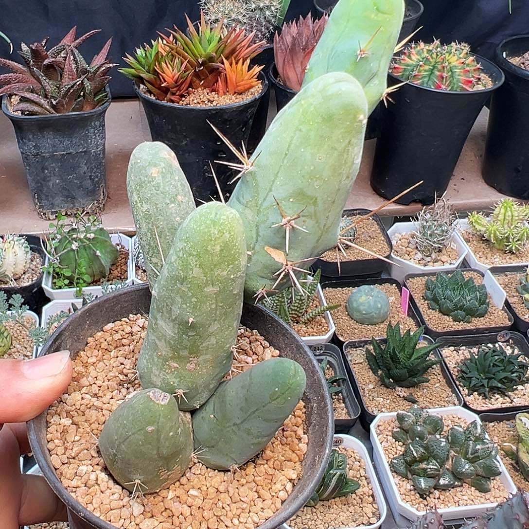 城城柱老球老桩15-18cm
