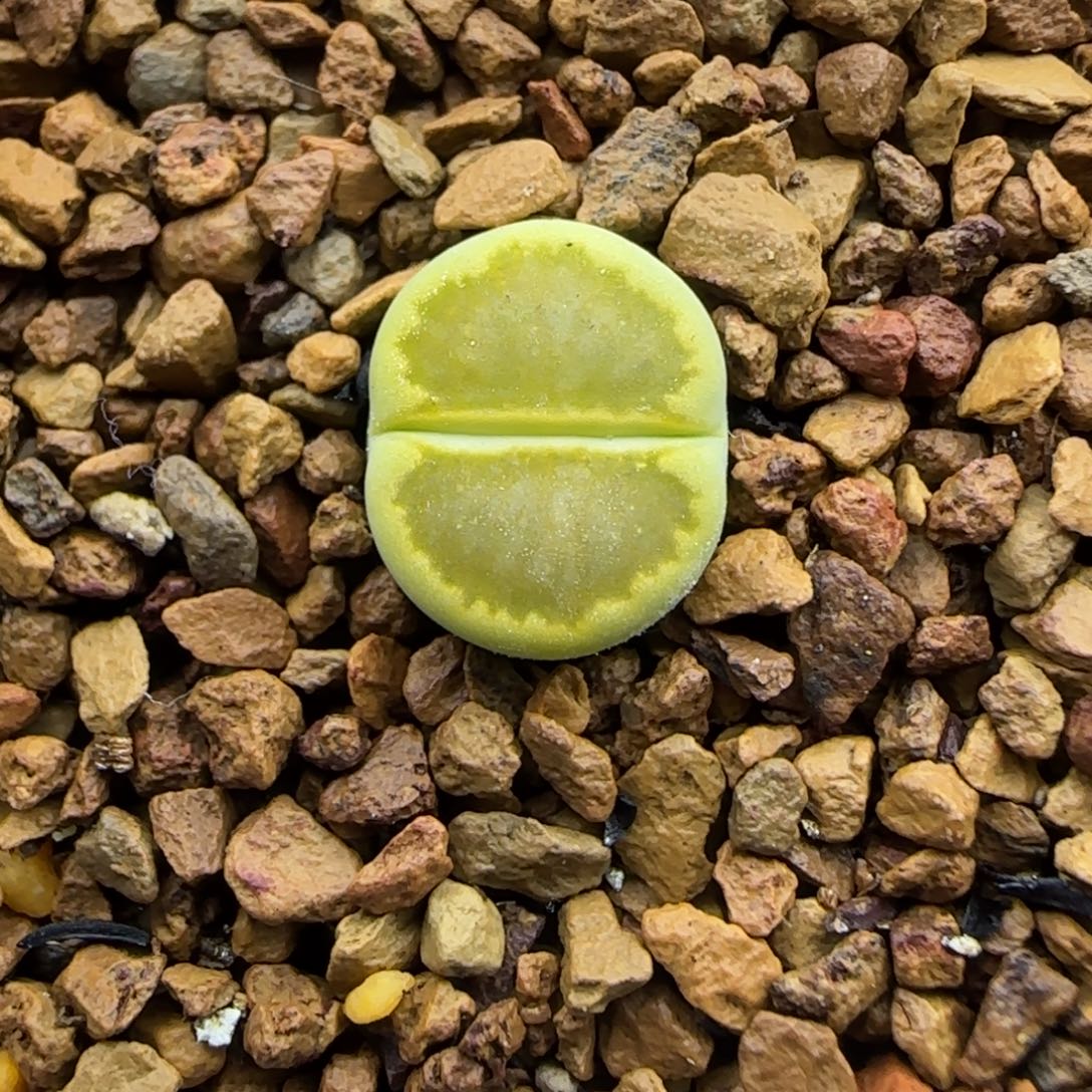 969 生石花大棚直播