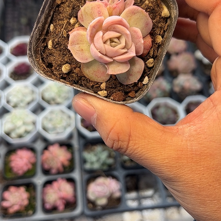 瑕疵蓝色惊喜 满10颗包邮