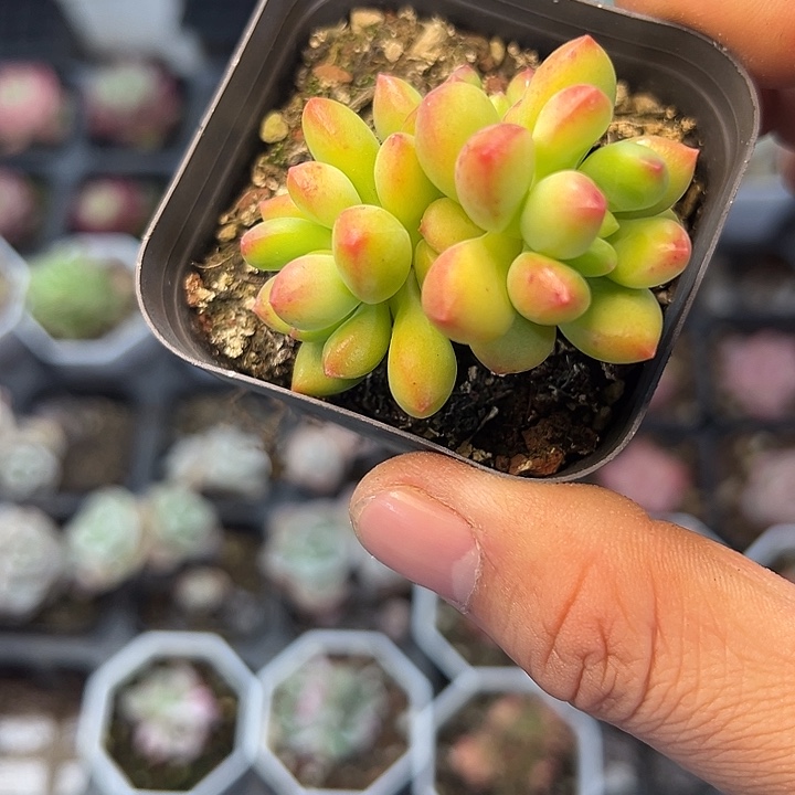 春萌 满10颗包邮  