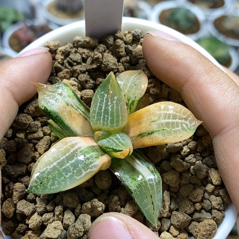 【闪购商品】24萩原