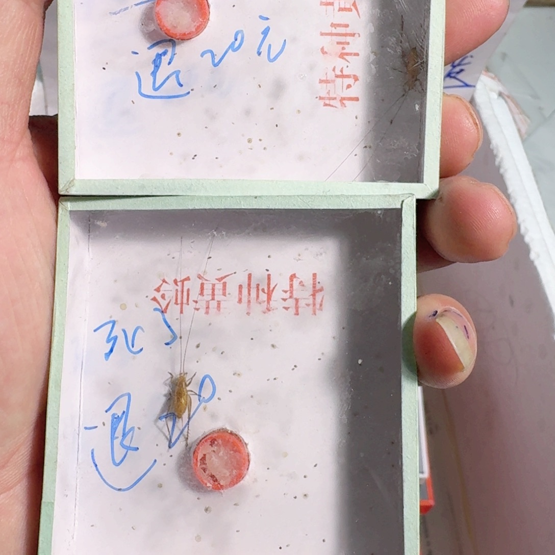 搞***思蟋蟀蝈蝈你的电话怎么一直