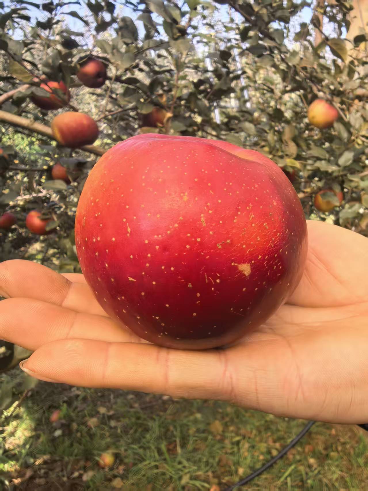 农家果园新鲜现摘脆甜红富士苹果（小果5斤）