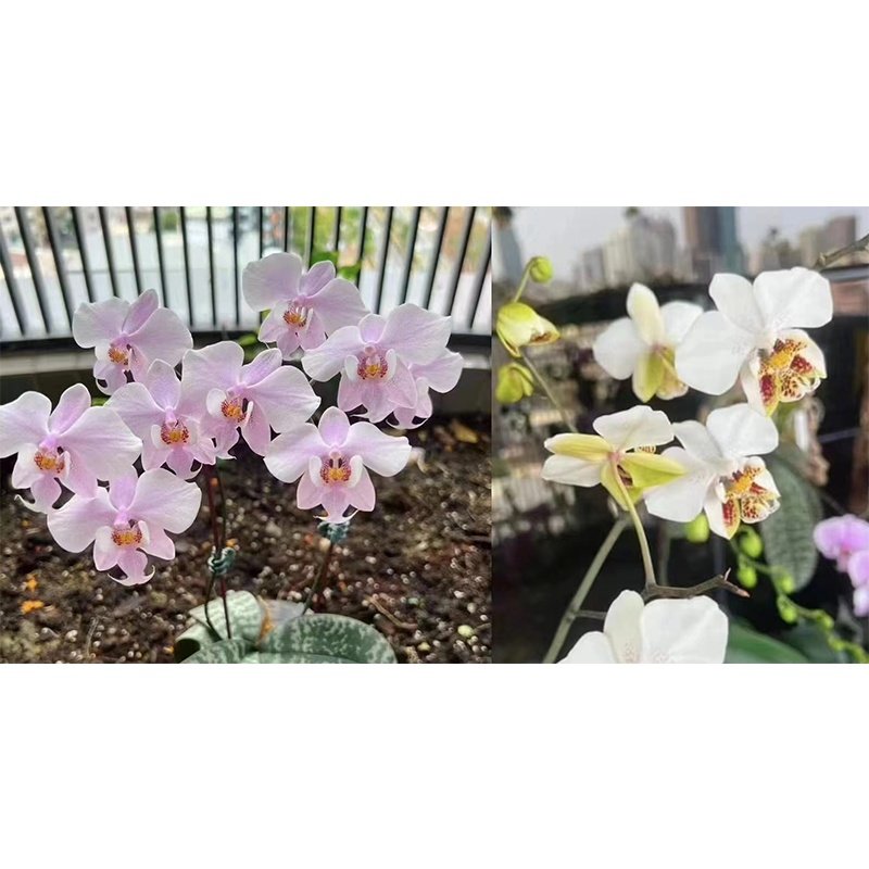 2.5寸 西雷利交白史塔基-抽梗苗 【叶瑕 少根】 珍奇蝴蝶兰