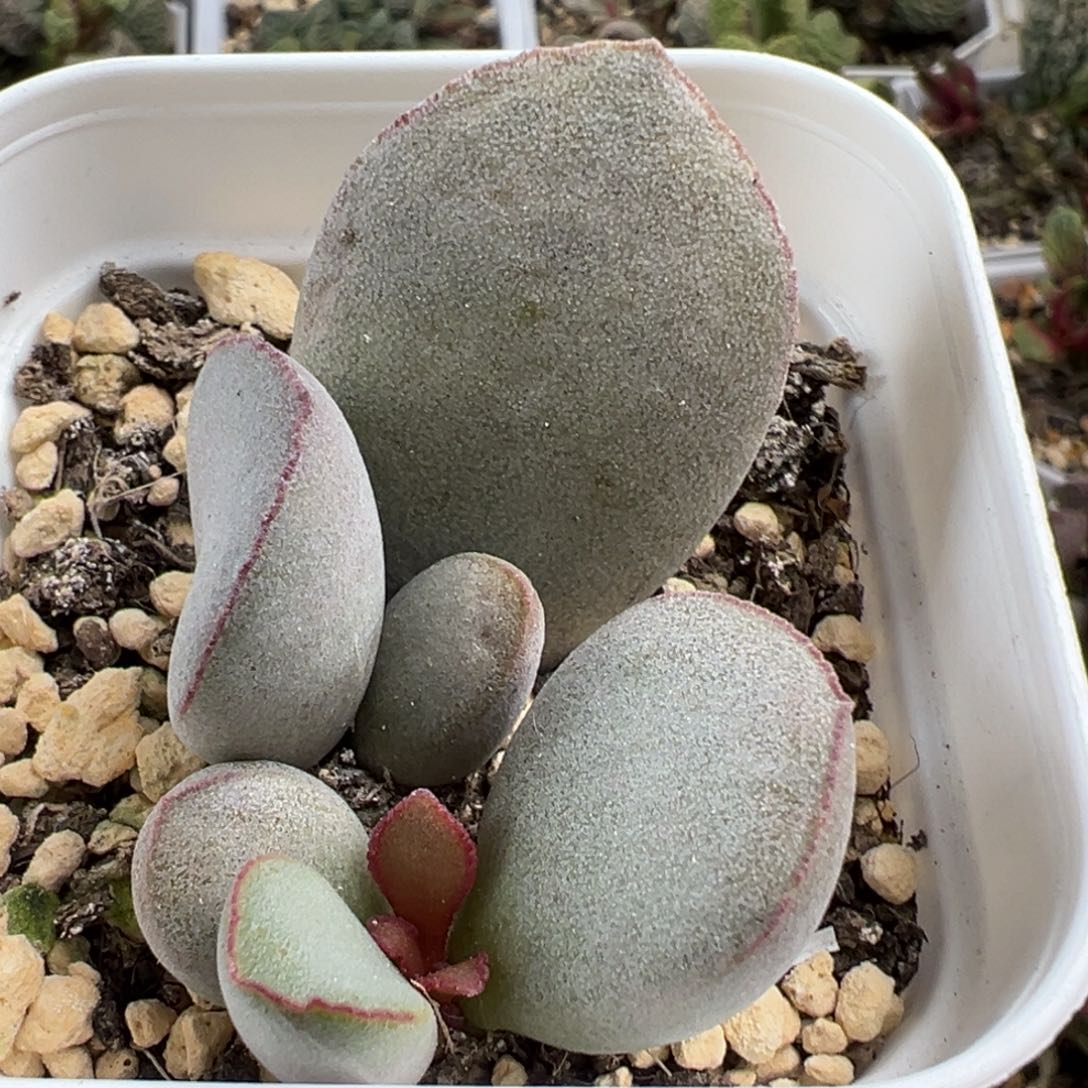 厚粉款实生新品大苗多肉植物