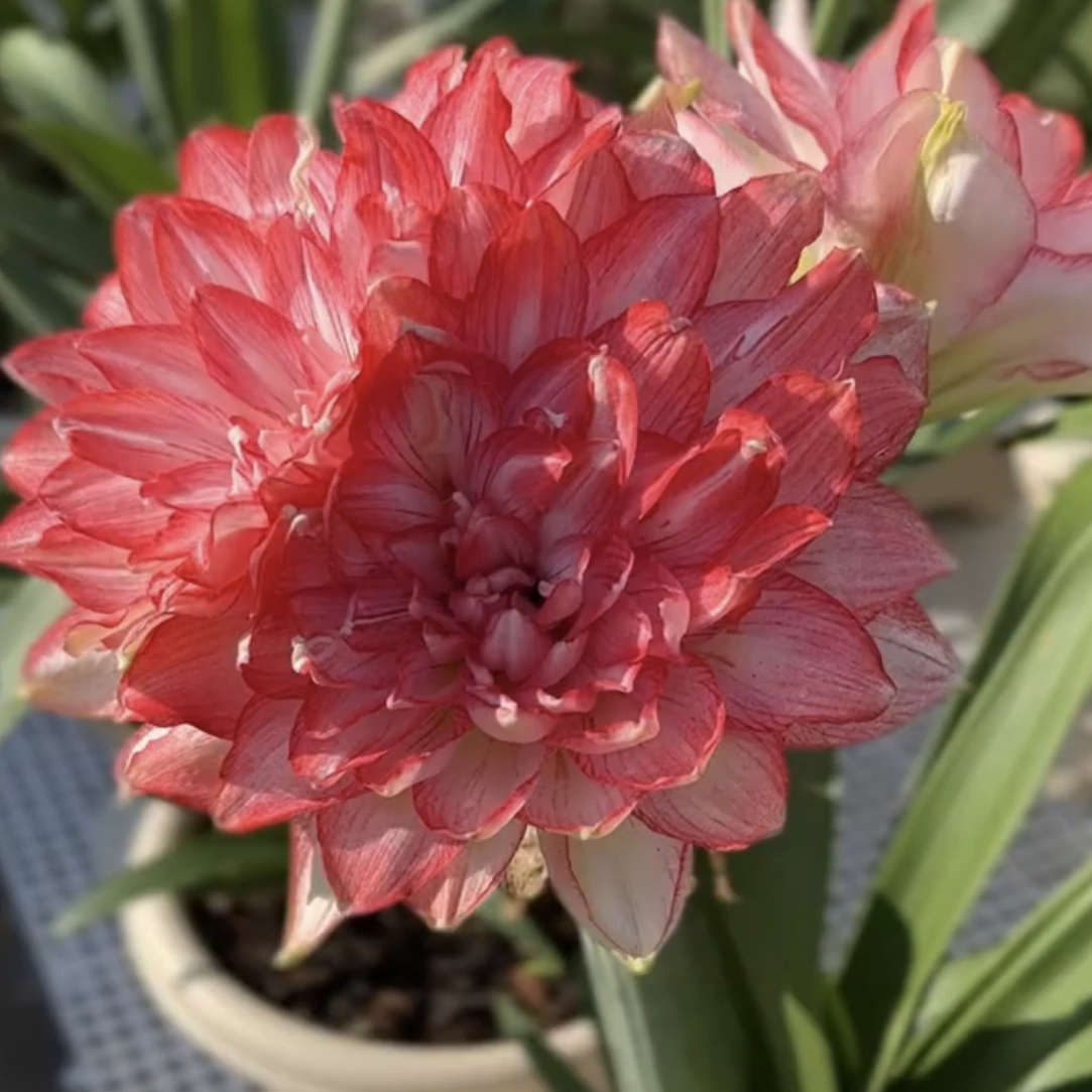 【蒂卡梦露】重瓣大花朱顶红基地直发自然球好养易活懒人花卉盆地栽