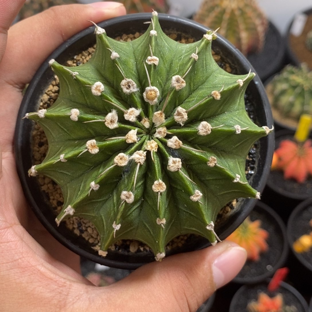 13棱大肋骨—带盆土发货