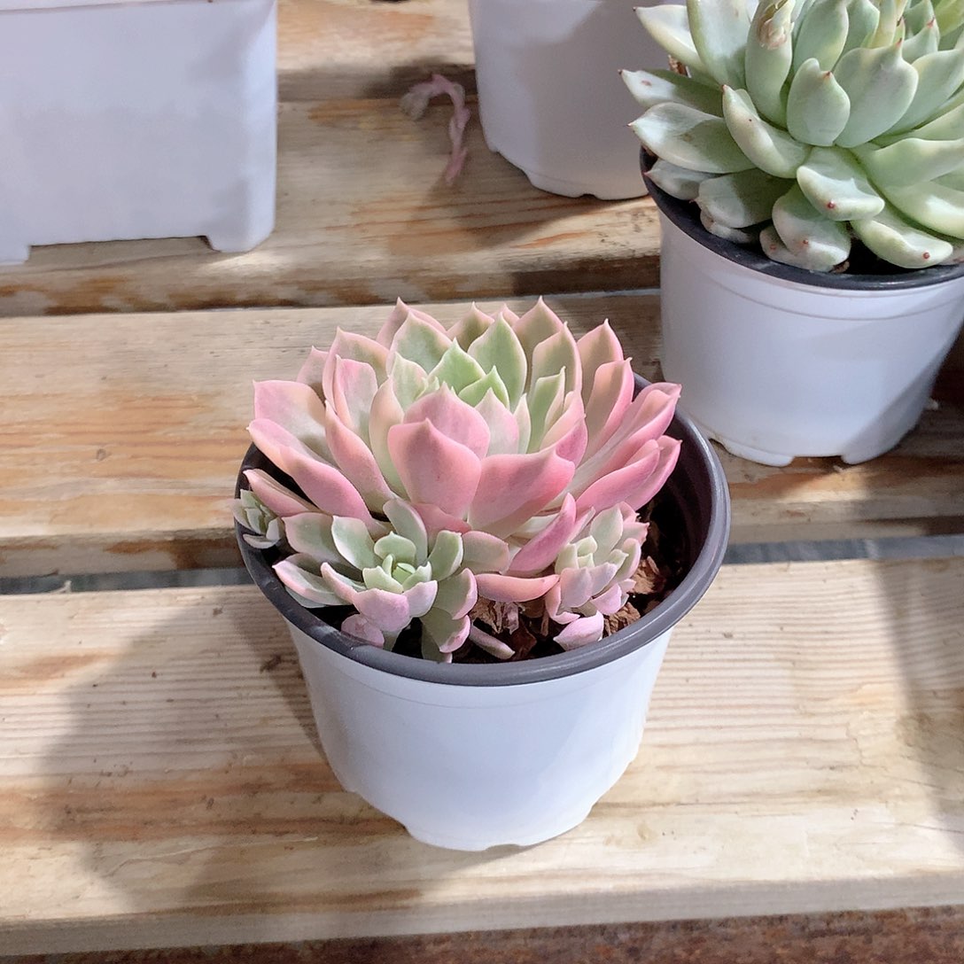 沙漠玫瑰锦多肉植物老桩