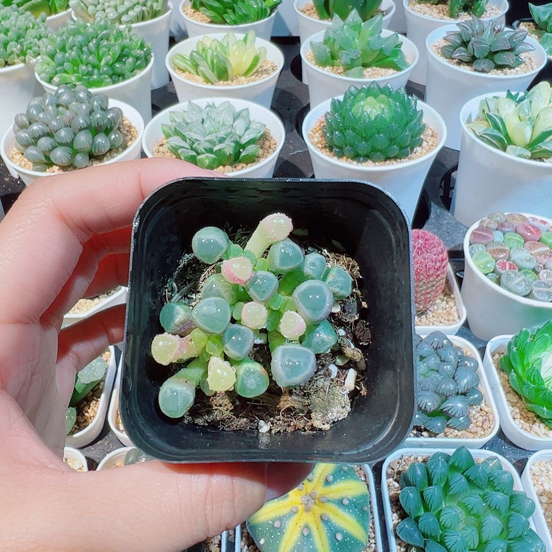 五十铃玉锦多肉多肉