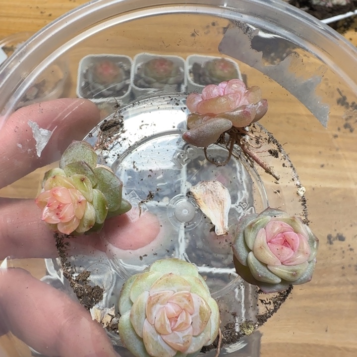 74号王者系列多肉一盒