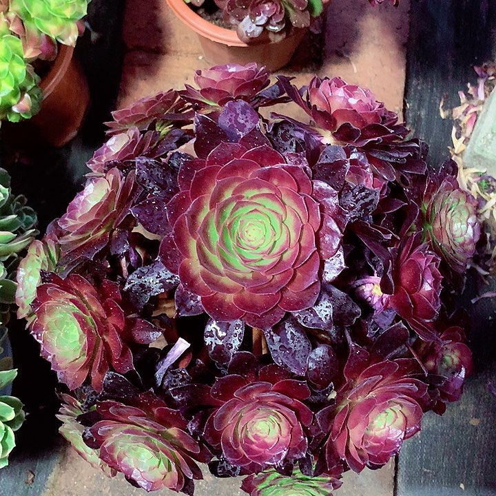 赤焰莲，多肉植物