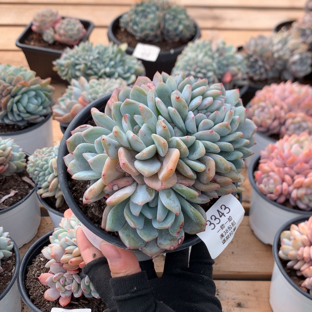 12.5厘米星影缀3343