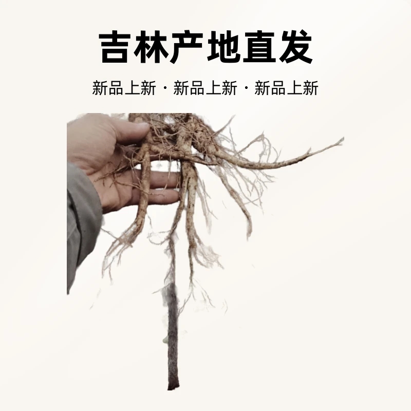 大号煲汤泡酒正红参吉林原产地发货