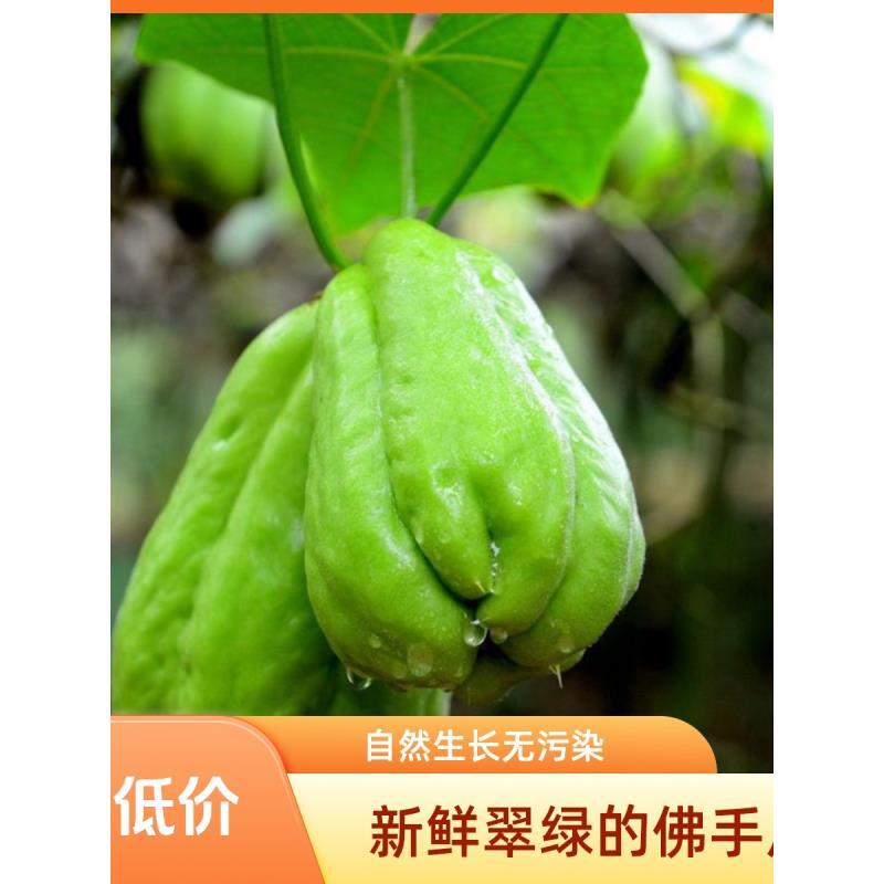 （顺丰包邮）贵州高山种植 佛手瓜 捧瓜 现摘现发 农家菜 新鲜蔬菜