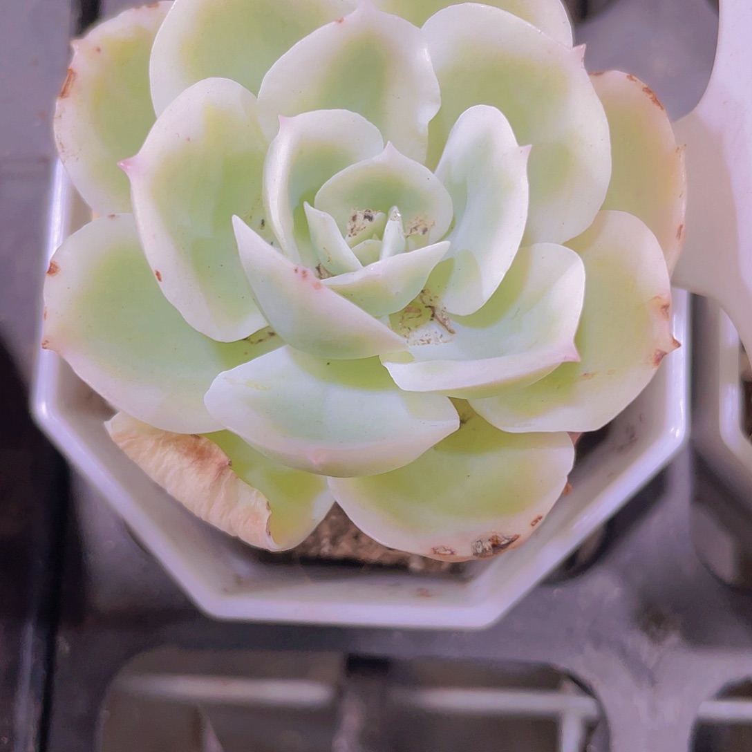 柠檬玫瑰锦w022一物一拍