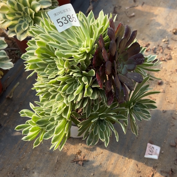 碧浪多肉法师5386