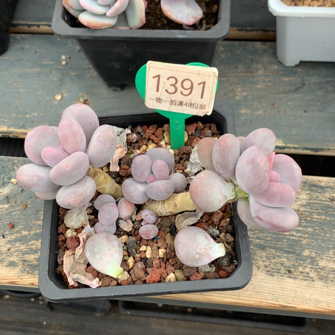 柠****蛋黄奶老桩开播福利1391