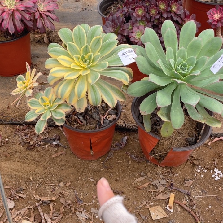 31，32 法师多肉断枝不售后