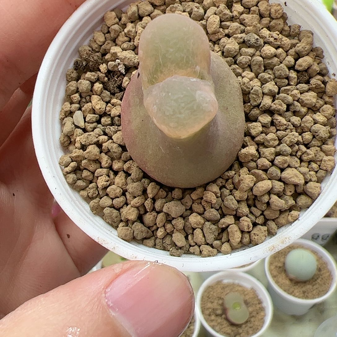 【闪购商品】241 秒