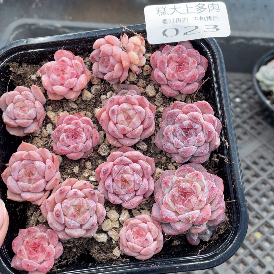 糕大上多肉植物23