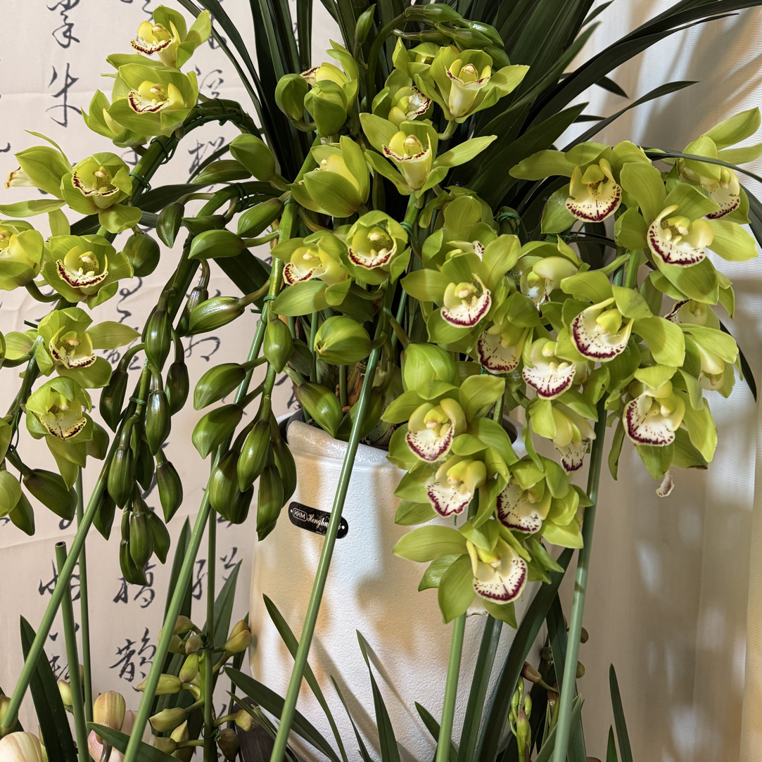 大花惠兰年宵花拱兰室内好养易活大花兰花盆栽翡翠绿宝石