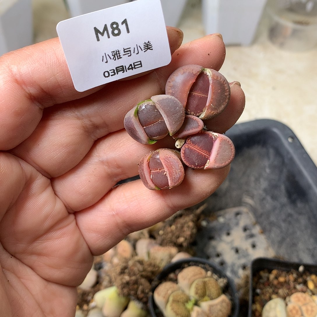 M81多肉植物保护