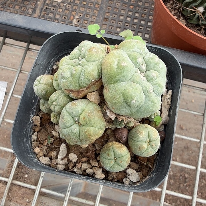 石化锈斑海鲜群7仙人球