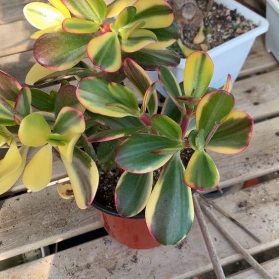 B10老花脱土发货