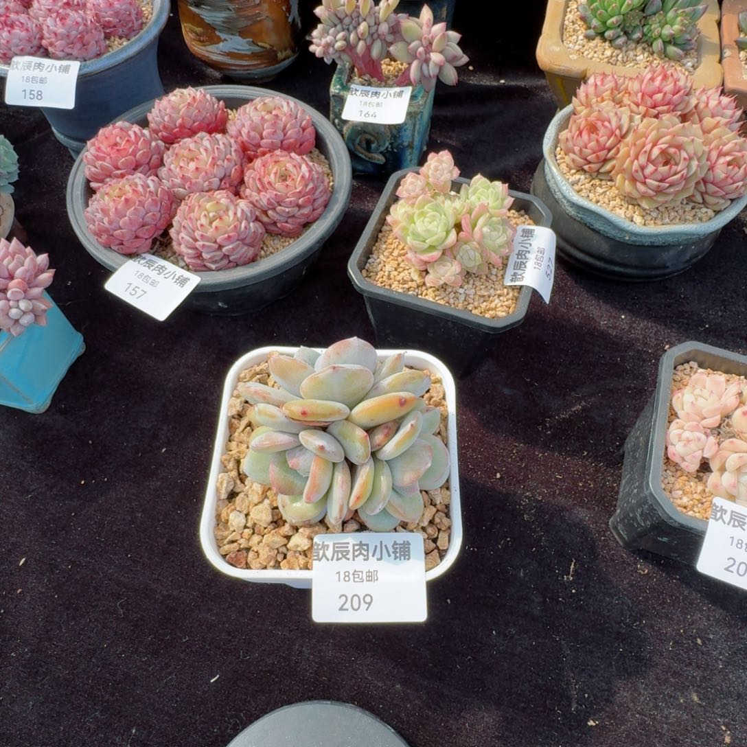 诺*多肉植物  209  奶茶