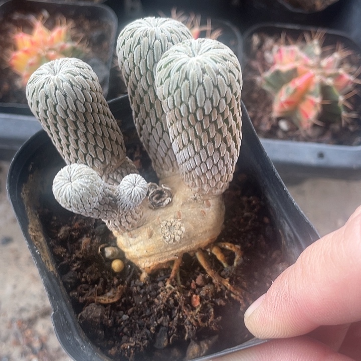 自根金巧丸仙人球一颗