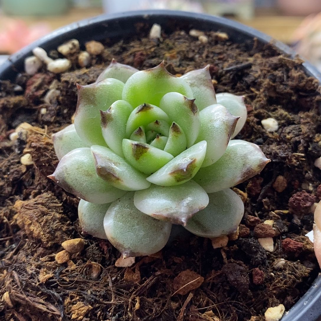 2206 绿水晶覆轮锦