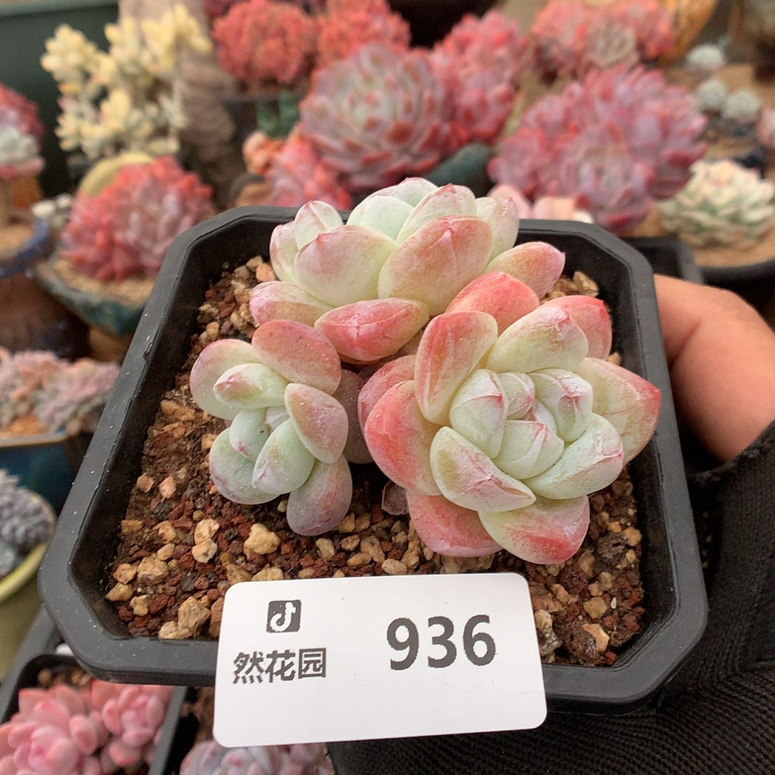 936冰玉多肉植物666