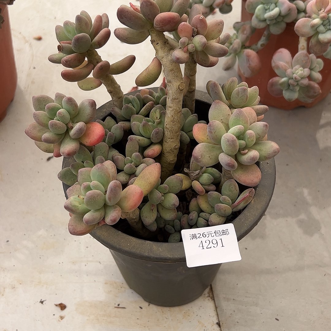 ****子4291苹果奶多肉植物多肉