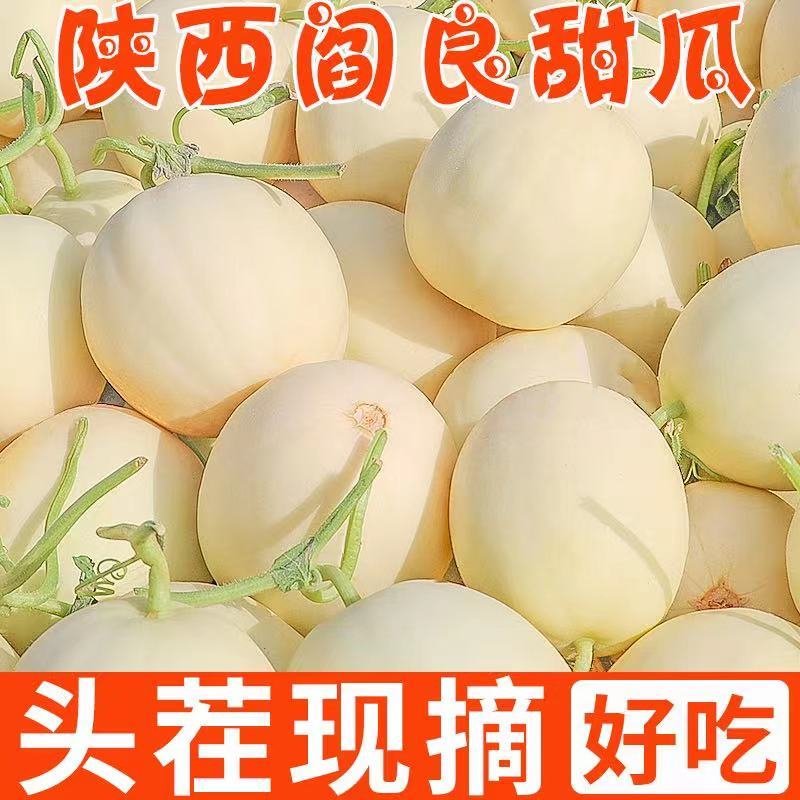 阎良甜瓜香甜多汁爆甜好吃可脆可糯应季新鲜瓜果产地现摘包邮