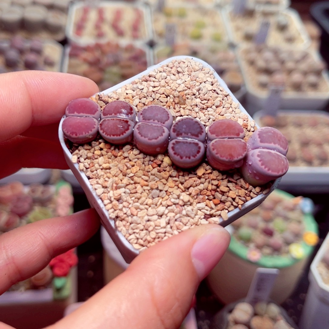 18号带盆盆包邮发货