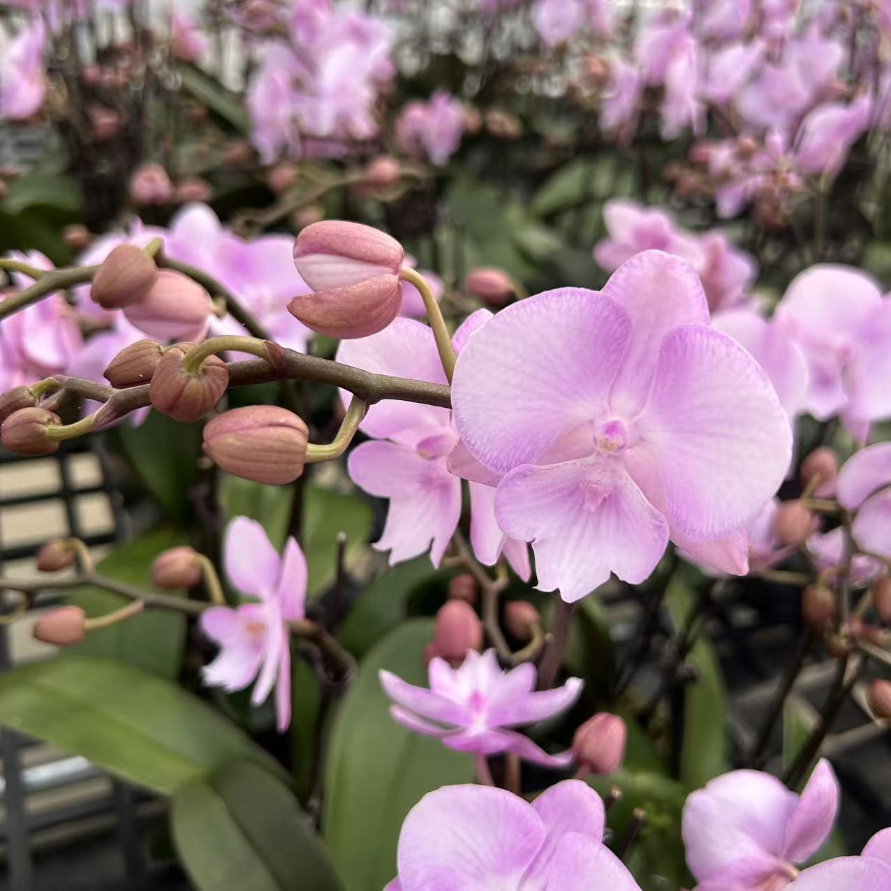 【神仙姐姐】蝴蝶兰 粉色大花型 四季花 室内花精品 源头基地直