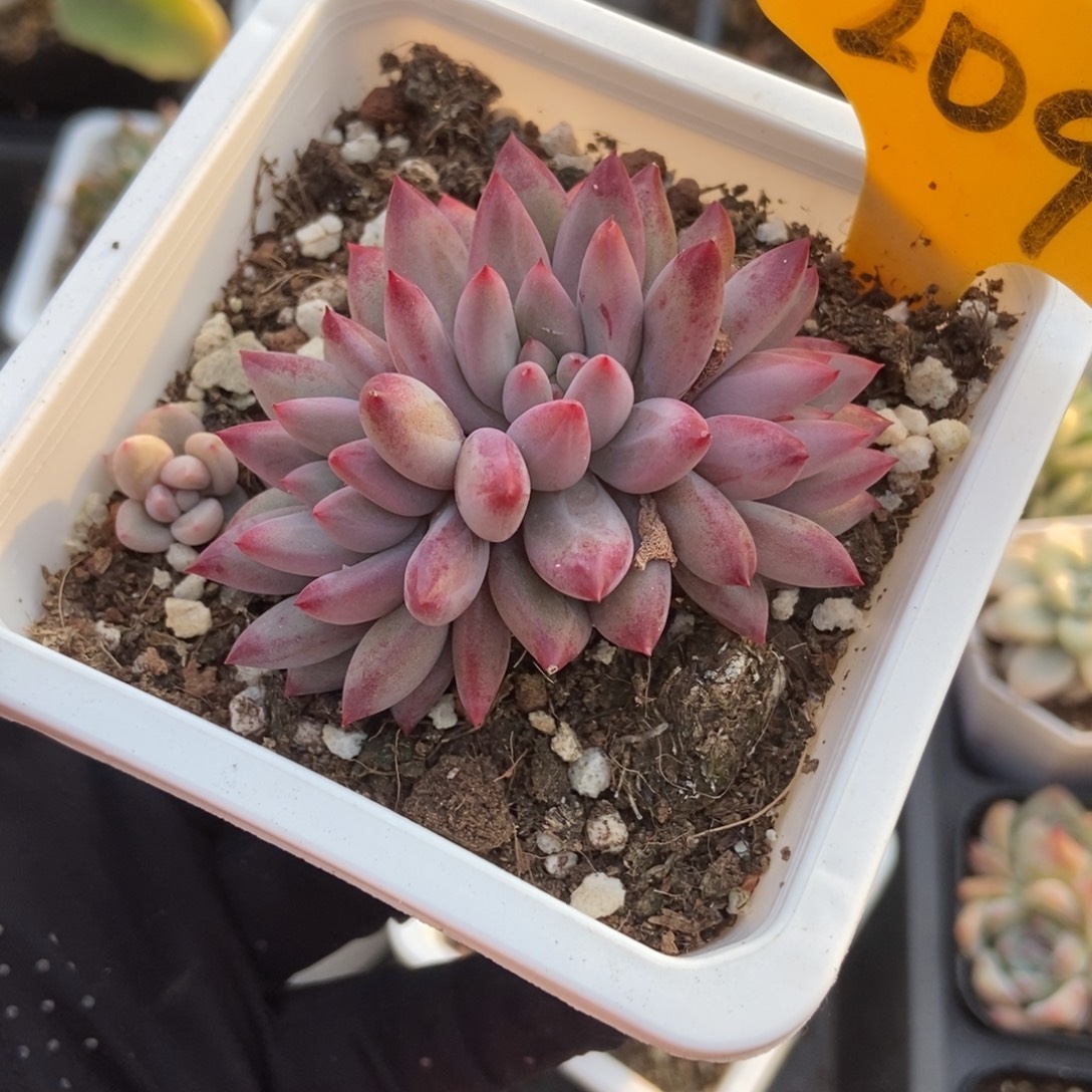 2090虞美人多肉植物386