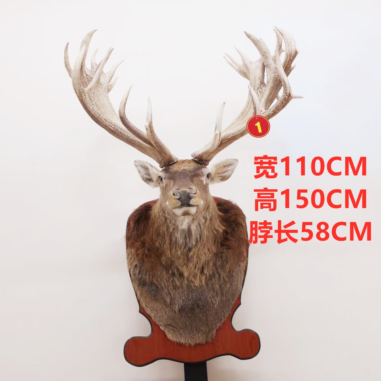 1号鹿头真实鹿角真皮毛客厅背景墙酒吧办公室装饰（注，人工养殖）