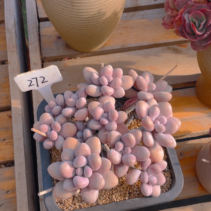 谢谢你的支持000000272