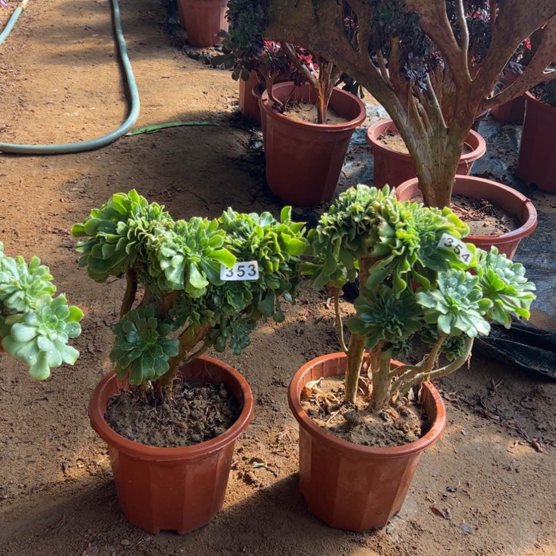 绿杨蓉两颗353.354