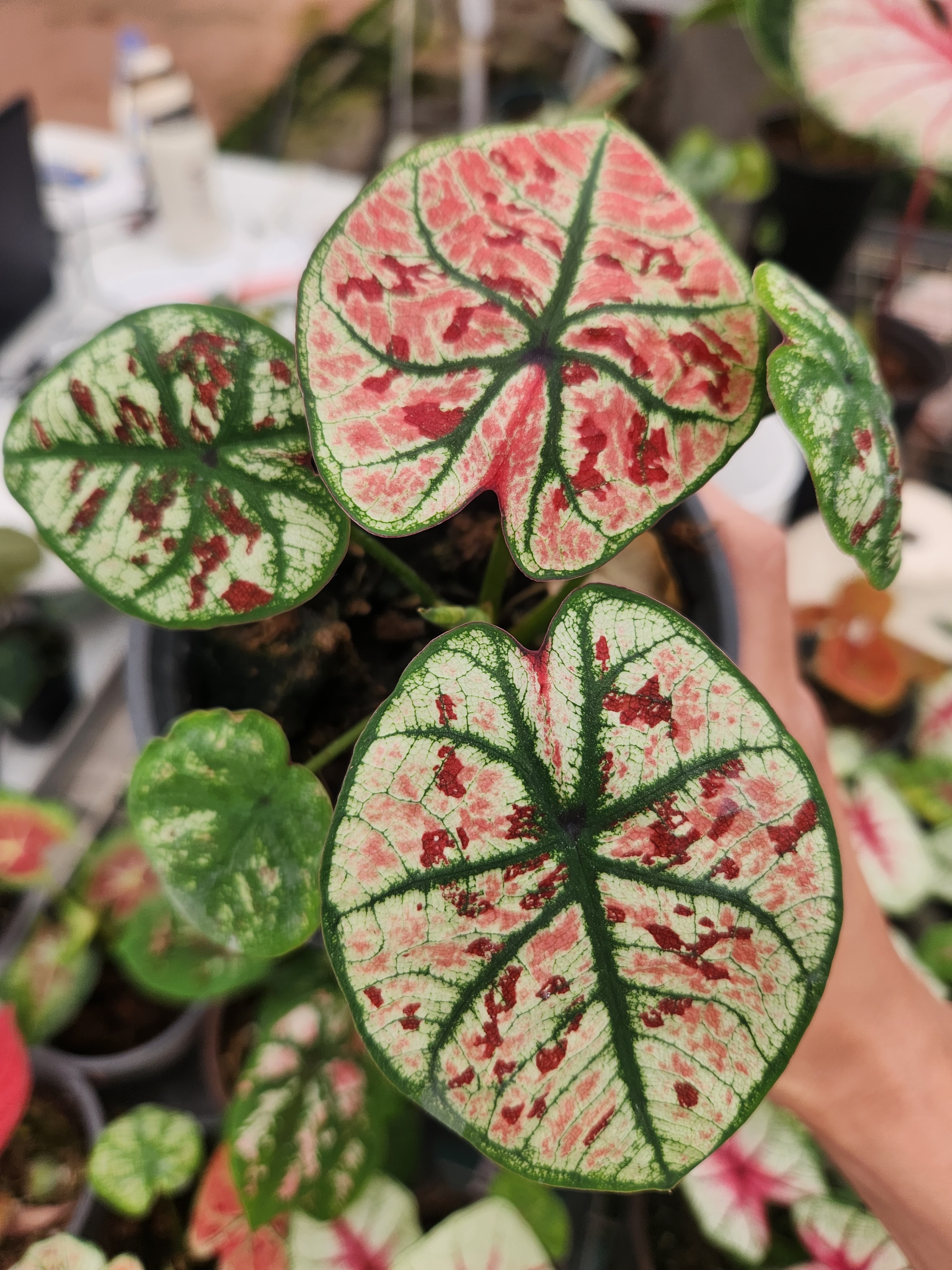 花都优选 彩叶芋 （草莓之心-白茹雪）青山盆