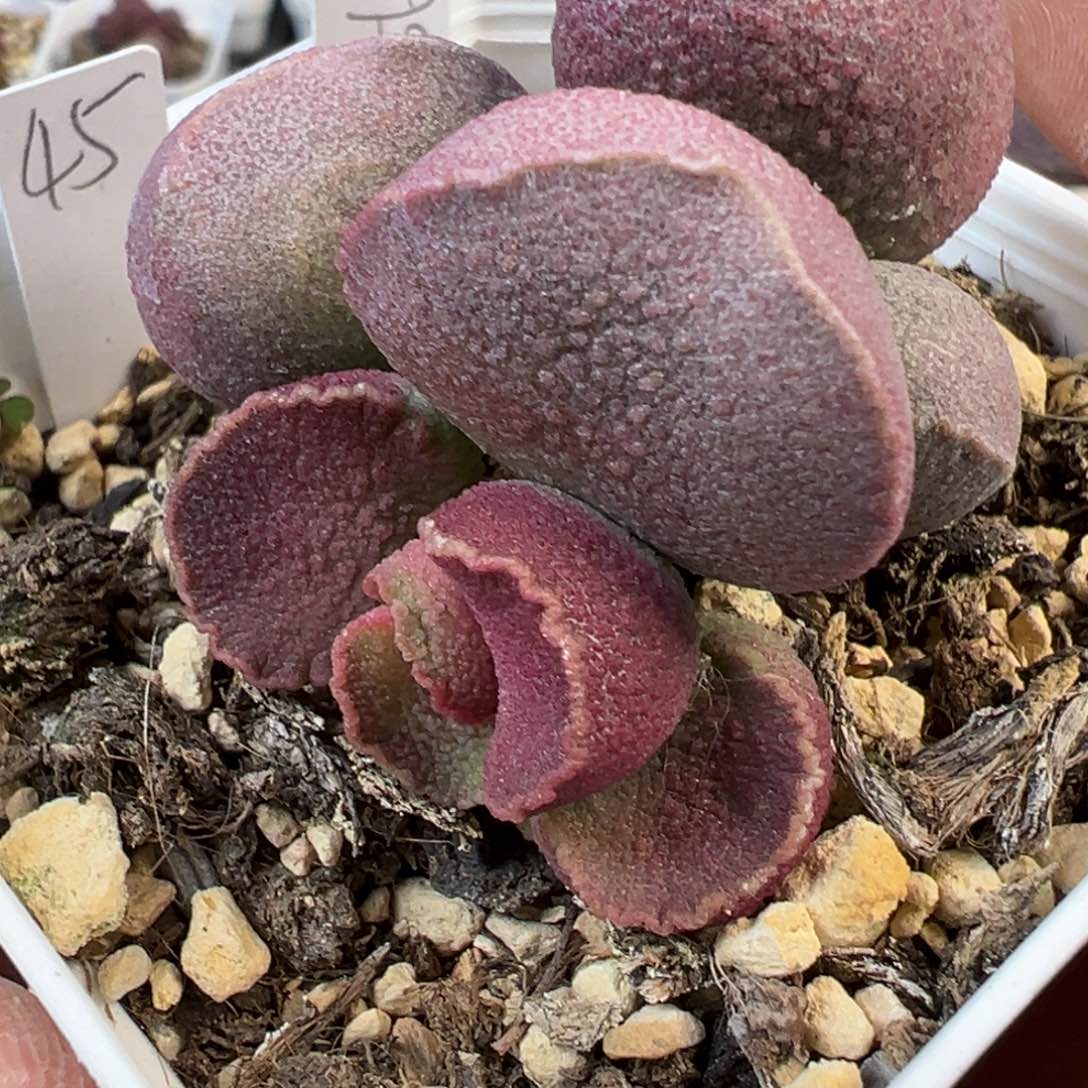 实生新品022-3563实生新品