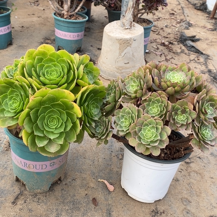 两颗多肉植物6。  