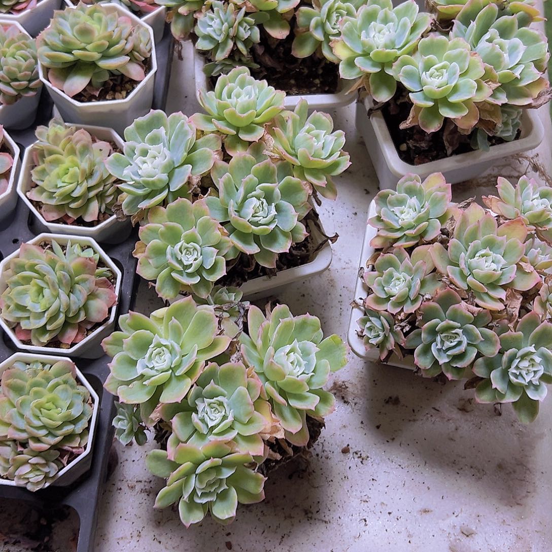 大群生柠檬玫瑰锦19包邮