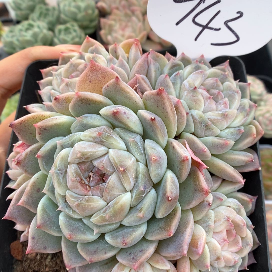 糖心冰魄群生943号。 