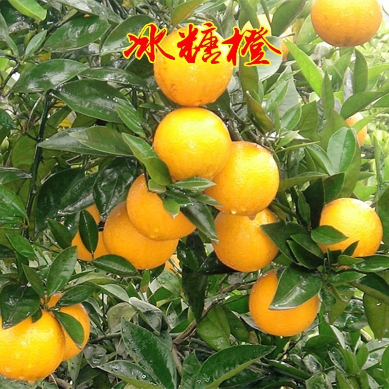 正宗高纯度高甜度永兴冰糖橙苗褚橙云冠盆栽地栽甜橙果树苗