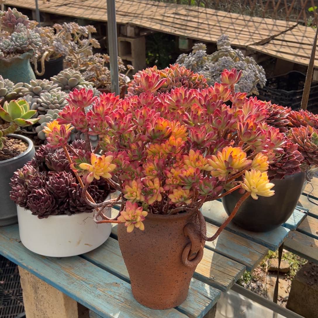 露养老桩脱土裸根叮当景