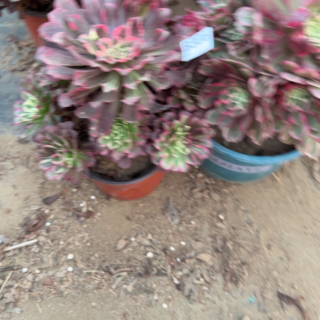 平***安306两颗组合多肉植物